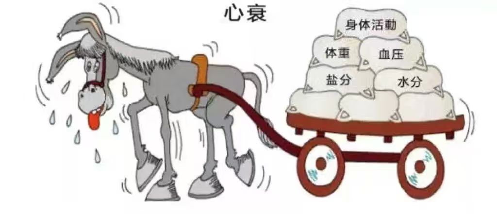 同期持球核心对比：詹姆斯和东契奇建队逻辑天差地别(图1)